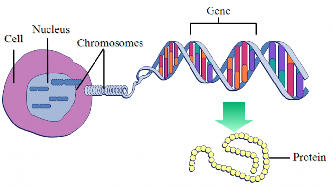 gene chromosome